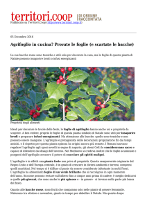 Agrifoglio in cucina? Provate le foglie (e scartate le bacche)