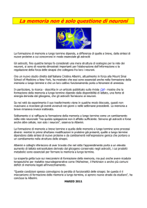 La memoria non è solo questione di neuroni