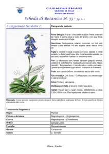 SCHEDA N. 33 Campanula barbata