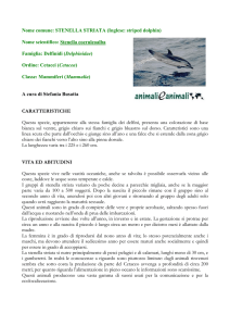 Stenella - Animali e Animali