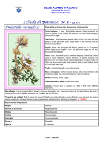 Pulsatilla vernalis