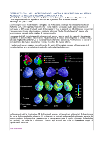 differenze locali nella morfologia dell`amigdala in