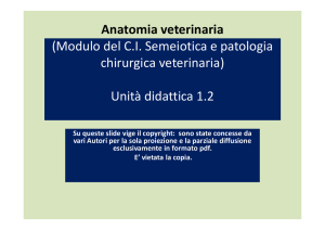 Anatomia veterinaria - Progetto e