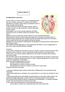 Caratteristiche e percorso Il nervo ottico è un nervo sensitivo non