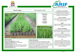 Scarica il file PDF