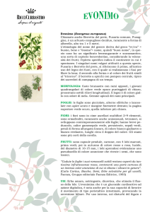 Evonimo (Evonymus europaeus)