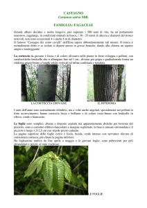 CASTAGNO Castanea sativa Mill. FAMIGLIA: FAGACEAE
