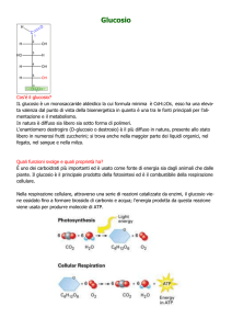 Glucosio - Istituto Garcia Marquez