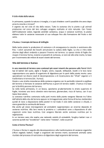 Vita del terreno e humus