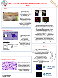 Tecniche di estrazione del DNA genomico e plasmidico e applicazioni