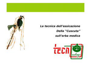 Cuscuta - Pirodiserbo