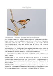 AVERLA PICCOLA L`averla piccola è un comune passeraceo detto