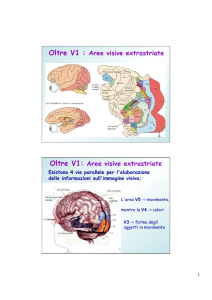 Aree visive extrastriate
