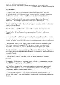 Il ciclo cellulare