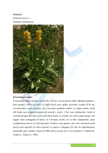 Genziana