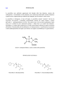 PENICILLINE Le penicilline sono antibiotici appartenenti alla