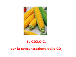 lezione 5- piante C4 e CAM