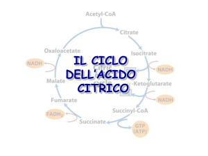 16 - Cicloacidocitrico