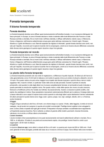 Foresta temperata