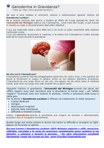 Ganoderma in Gravidanza?