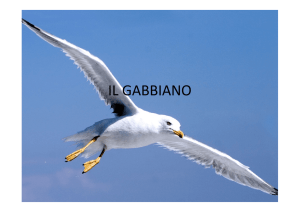 2CS Il gabbiano