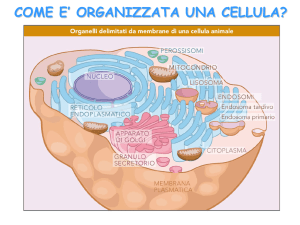 Lezione 6-RER e REL 2015
