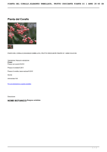 pianta del corallo,eleagnus umbellata, frutto croccante piante di 1