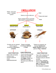 Molluschi: Gasteropodi, Bivalvi, Cefalopodi - Appunti di Scienze