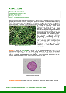 CANNABACEAE Humulus luppulus