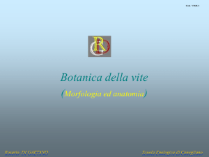 Anatomia della vite