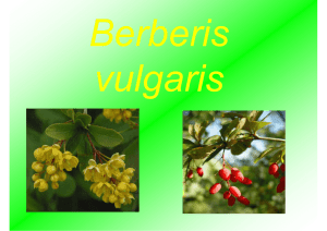 Berberis vulgaris