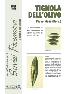 tignola dell`olivo - Veneto Agricoltura