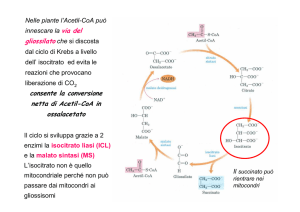 gliossilato che si discosta consente la conversione netta di Acetil