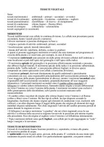 TESSUTI VEGETALI Sono