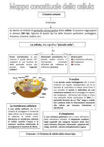 Mappa concettuale della cellula