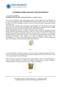 La Posidonia oceanica, una specie o risorsa da