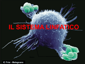 Diapositiva 1