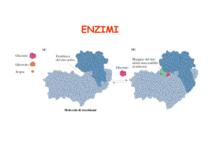 enzimi - Axada Catania