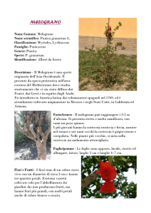 melograno - I Nostri Amici Alberi