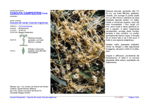 CUSCUTA CAMPESTRIS Yunk.