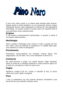 Origine Morfologia Portamento Corteccia Foglie Fiori
