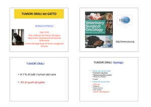 Tumori orali gatto