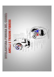 apparato circolatorio V - Progetto e