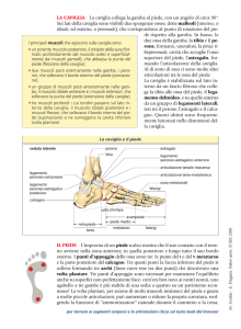 piede - SEI Editrice