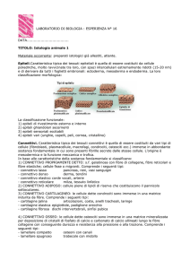 Istologia animale 1