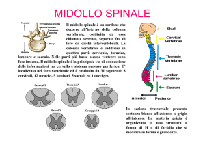 Midollo Spinale: Anatomia, Funzioni e Riflessi