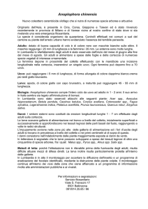 Tarlo asiatico delle radici