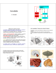 Cervelletto - Unime Group