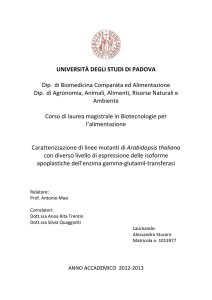 Documento PDF