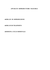 APPARATO RIPRODUTTORE MASCHILE ⅠORGANI DI